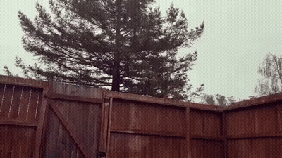 Wooden Fence With Pine Tree GIF