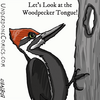 Woodpecker Let's Look At The Woodpecker Tongue GIF
