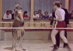 Woody Allen Boxing Kangaroo