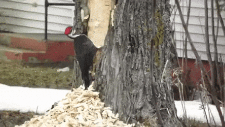 Woody Laugh Pileated Woodpecker GIF