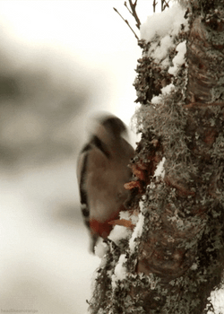 Woody Laugh Woodpecker Peck GIF