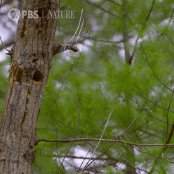 Woody Woodpecker Laugh A Bird In A Tree GIF