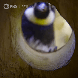 Woody Woodpecker Laugh Observing GIF
