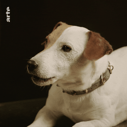 Woof Dog Bark GIF