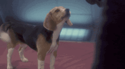 Woof Dog Train GIF