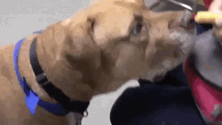 Woof Eating Dog GIF