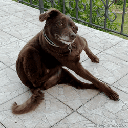 Woof Itchy Body GIF
