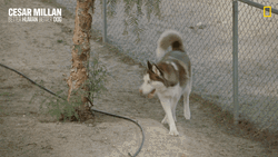Woof Jumpy Jump GIF