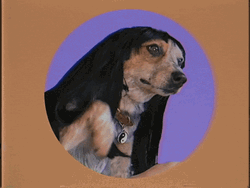 Woof Nice To Meet You GIF