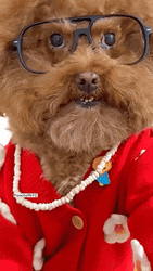 Woof Thinking Of You GIF