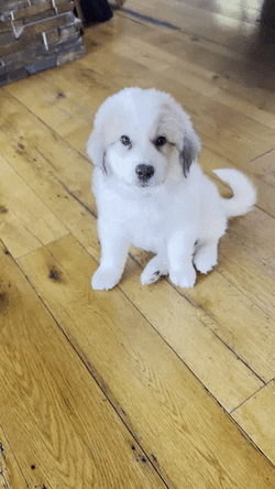 Woof White Dog GIF