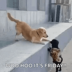 Woohoo Meme It's Friday Dog Dance GIF