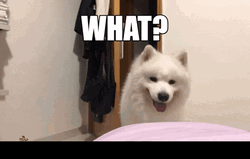 Woolly Samoyed Head Tilt  GIF
