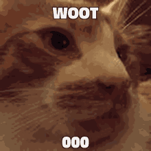 Woot Woot Cat