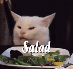 Word Salad White Cat Meme GIF