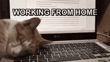 Work From Home Cat GIF