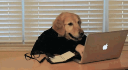Work From Home Dog GIF