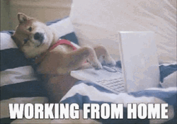 Work From Home Dog GIF