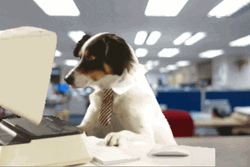 Work Monday For A Hard Working Dog GIF