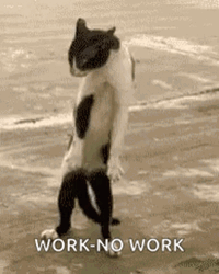 Work No Work Cat Dance Moves GIF