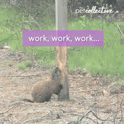 Working Beaver Snacking On Wood GIF