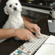 Working From Home Wfh Cute Puppy Typing  GIF