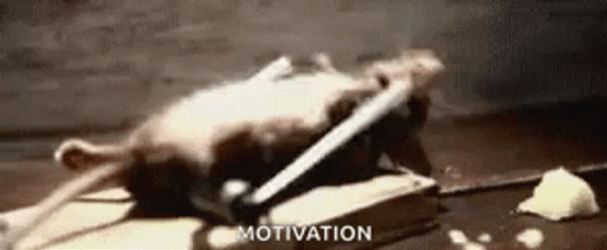 Workout Rat Motivation  GIF