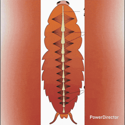 Worm Drawing Power Director GIF