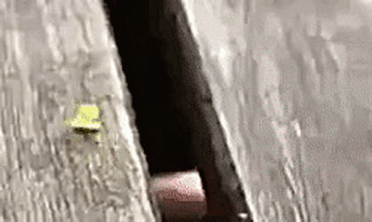 Worm Passing Through Wood  GIF