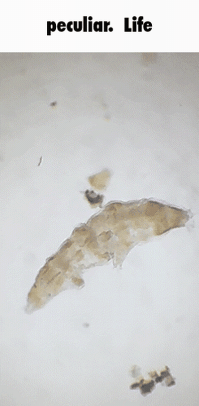 Worm Under Microscope Saying Peculiar Life GIF