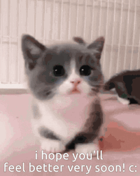 Worried Cat Hope Youll Feel Better Soon GIF