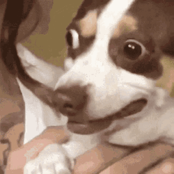 Worried Scared Dog Looks GIF