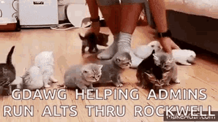 Wrangling Cats GIF