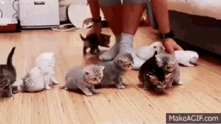 Wrangling Cats Kittens GIF