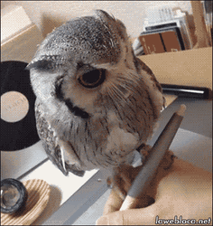 Writing With Owl On Hand GIF