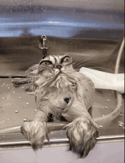 Wtf Betrayed GIF