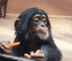 Wunderswift Chimpanzee GIF