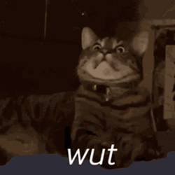 Wut Cat Surprise Big Eyes GIF