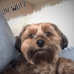 Wut Dog Moving Head Left To Right GIF