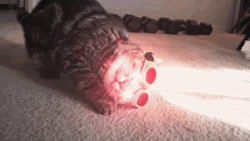 X-Men Origin Cyclops Cat GIF
