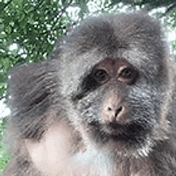 Xingxing Xing Xing GIF