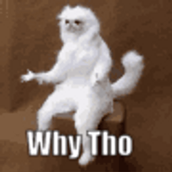 Y Tho Strange White Cat GIF
