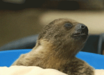 Yaaas Baby Sloth GIF
