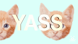 Yass Ginger Kitties Loop GIF