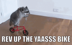 Yasss Racoon Riding Scooter GIF