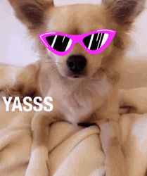 Yasss Saucy Puppy Cool Shades GIF