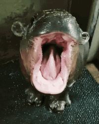 Yawning Cute Baby Hippo GIF