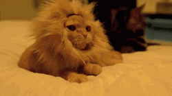 Yawning Cute Cat Lion
