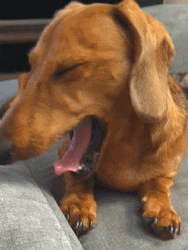 Yawning Cute Dachshund Dog GIF