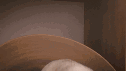 Yawning Dog Time For Bed GIF